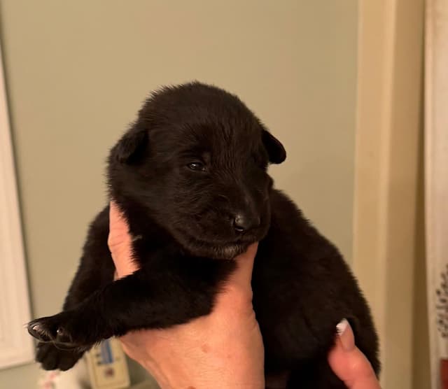Belgian Sheepdog Puppies media 5
