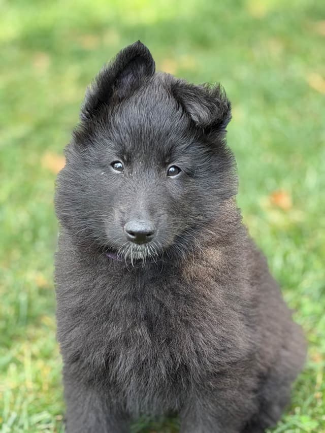 Belgian Sheepdog Puppies media 8