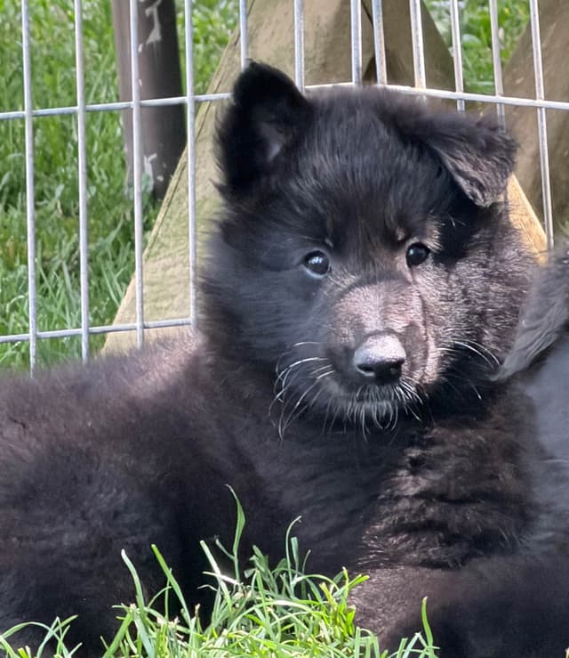 Belgian Sheepdog Puppies media 9