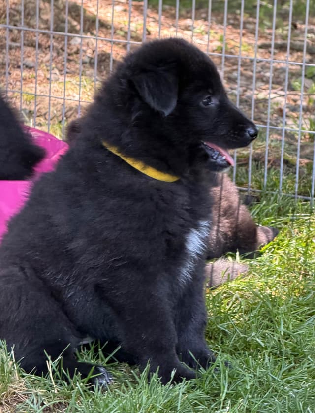 Belgian Sheepdog Puppies media 12
