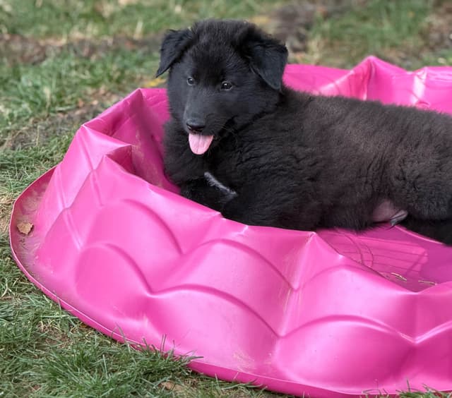 Belgian Sheepdog Puppies media 13