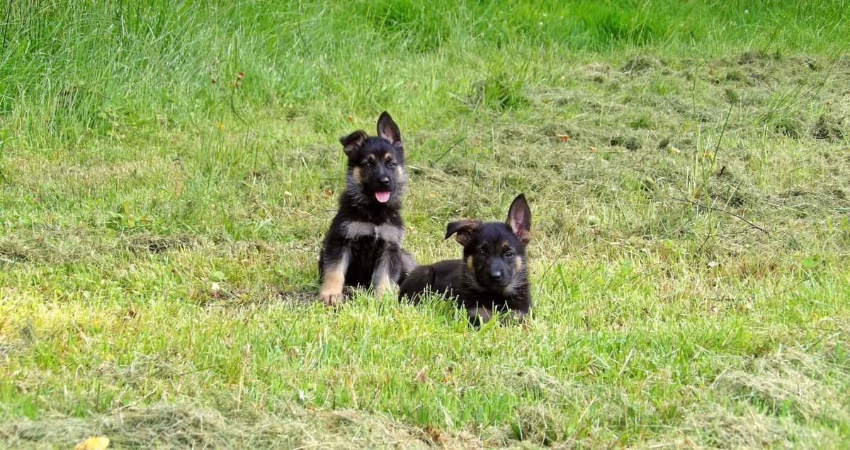 German Shepherd Dog Puppies breeder image 2