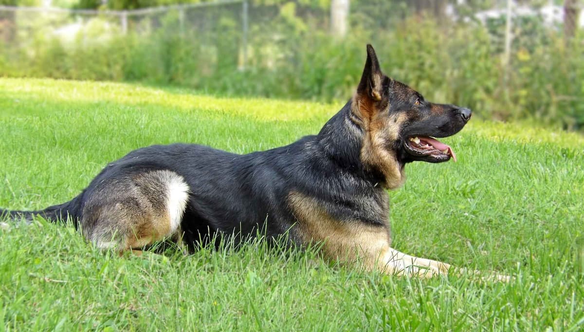 German Shepherd Dog Puppies breeder image 3