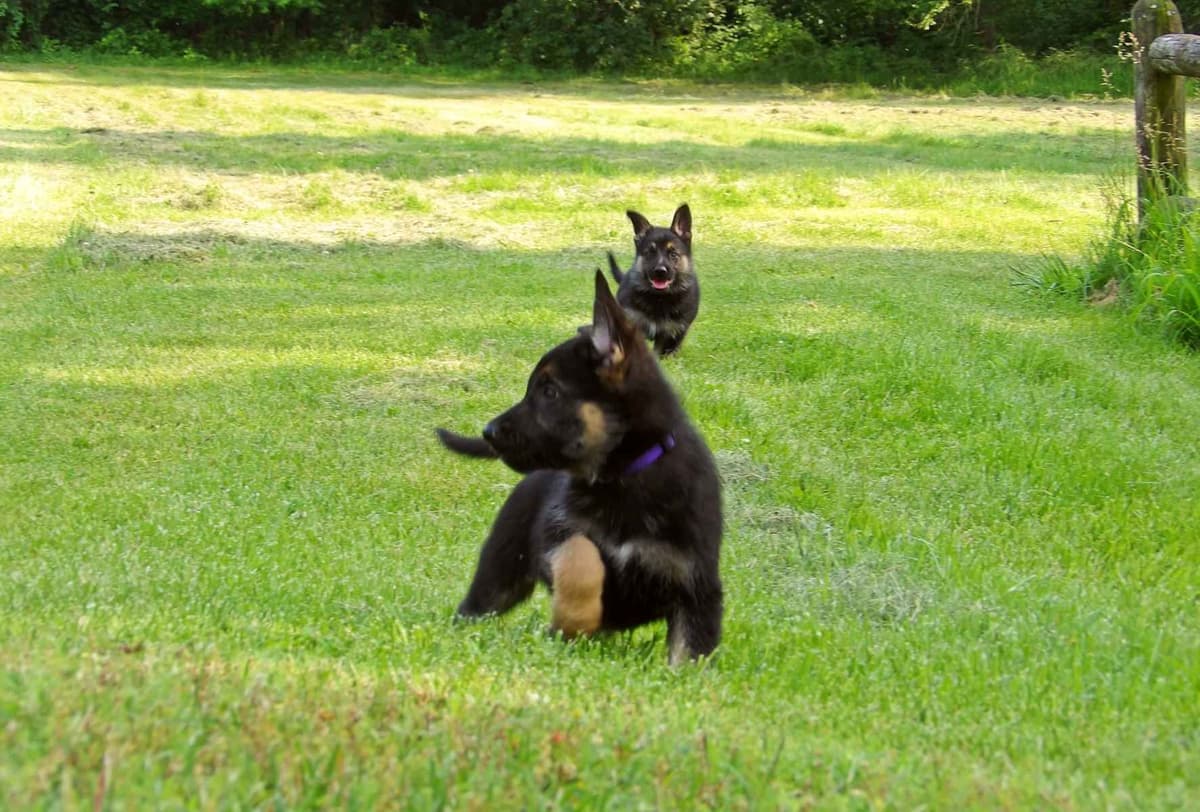 German Shepherd Dog Puppies breeder image 10