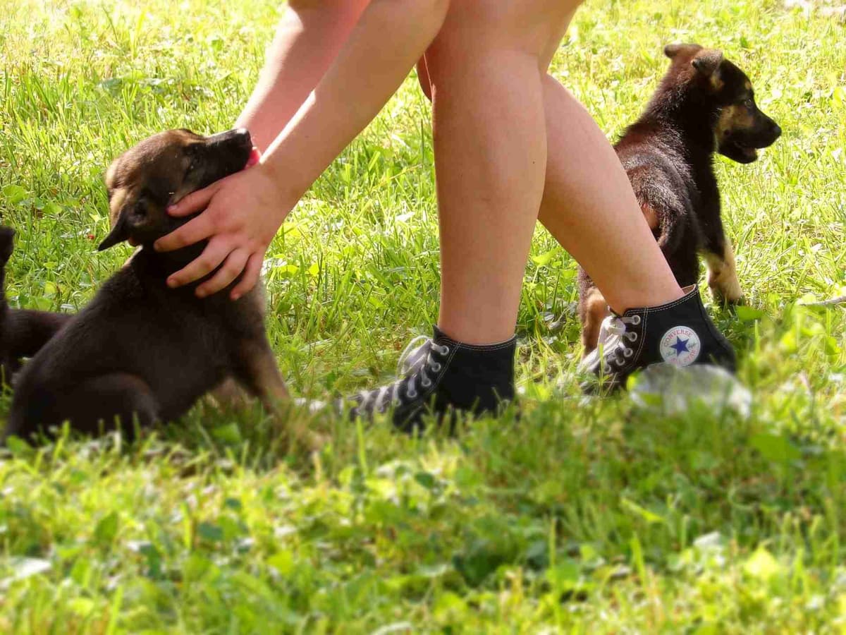 German Shepherd Dog Puppies breeder image 11