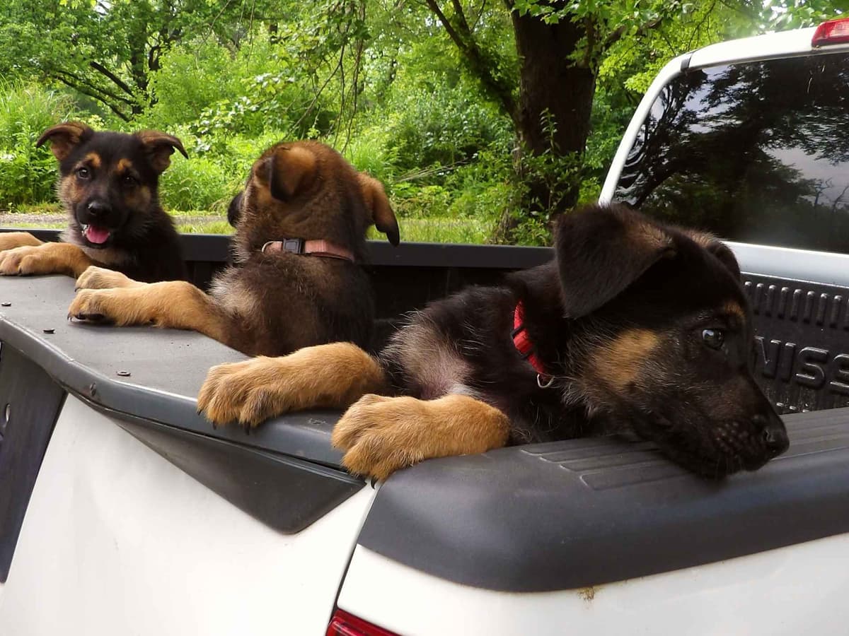 German Shepherd Dog Puppies breeder image 12