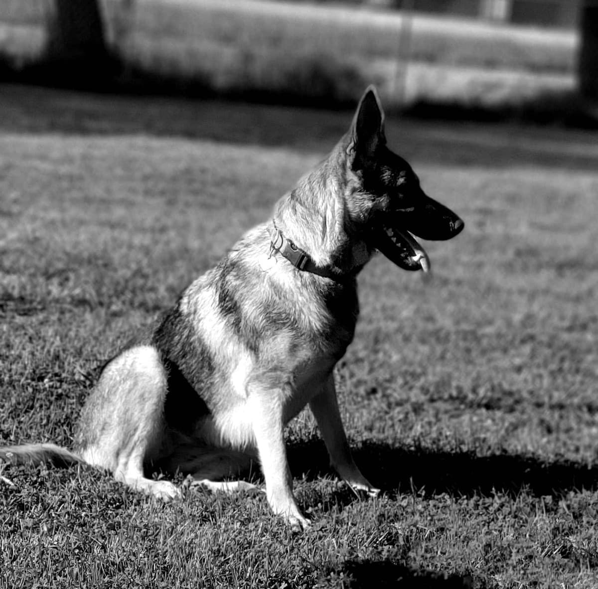 German Shepherd Dog Puppies breeder image 5