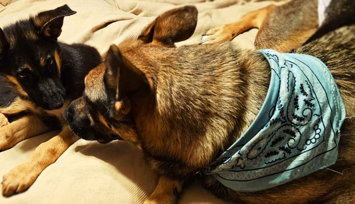 German Shepherd Dog Puppies breeder image 8