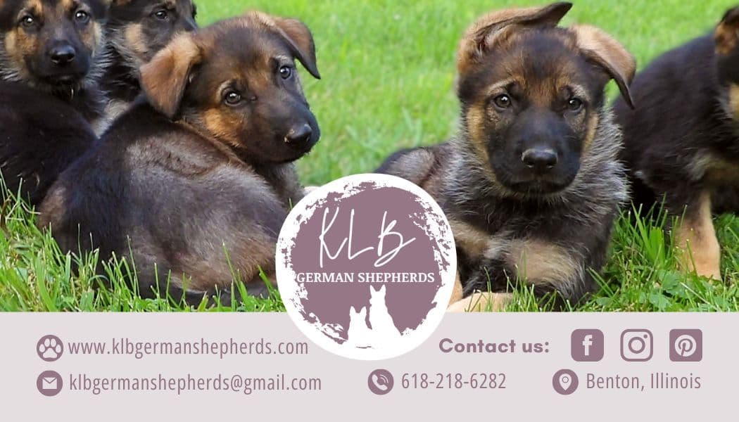German Shepherd Dog Puppies breeder image 1