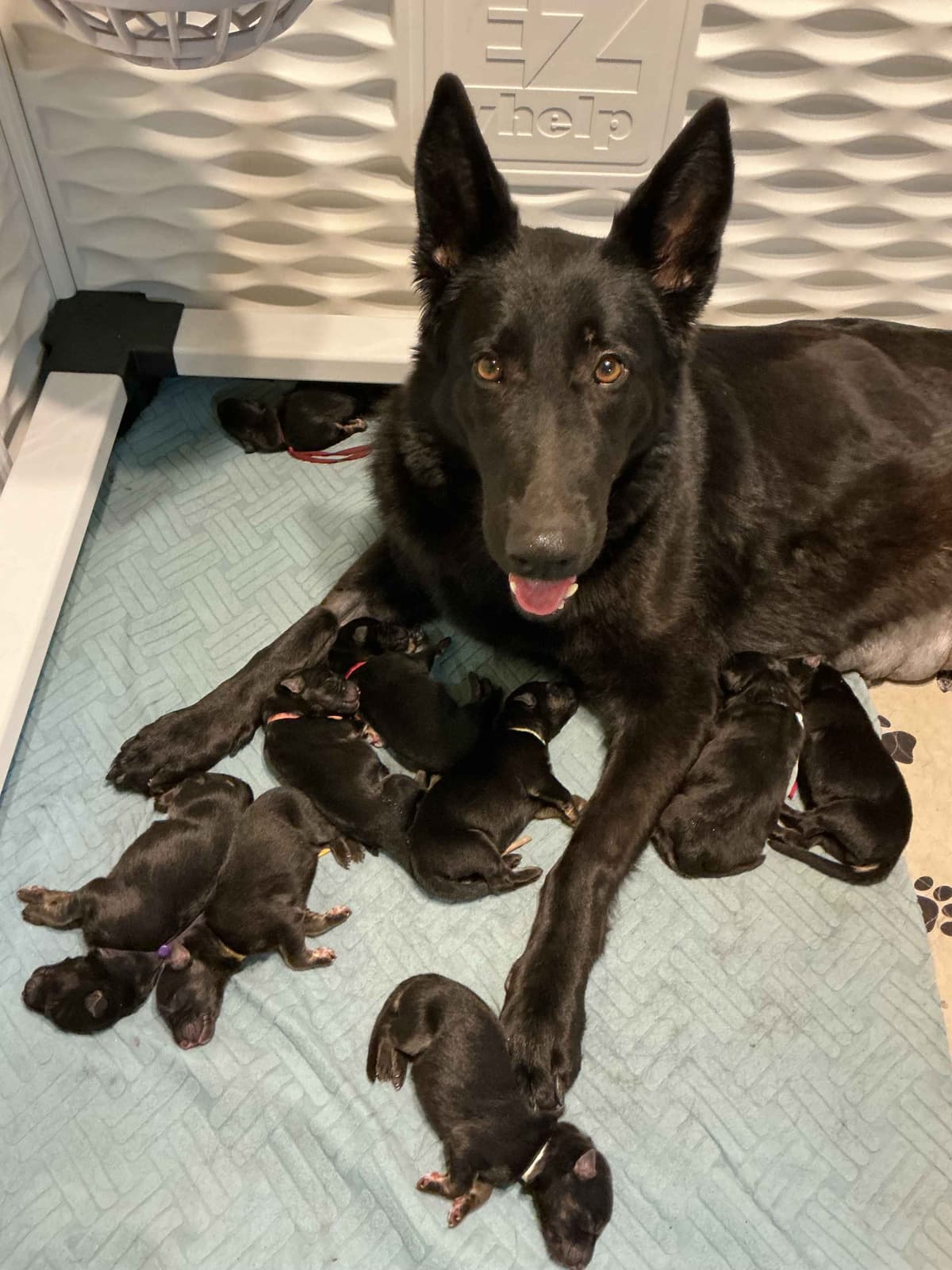 German Shepherd Dog Puppies breeder image 9