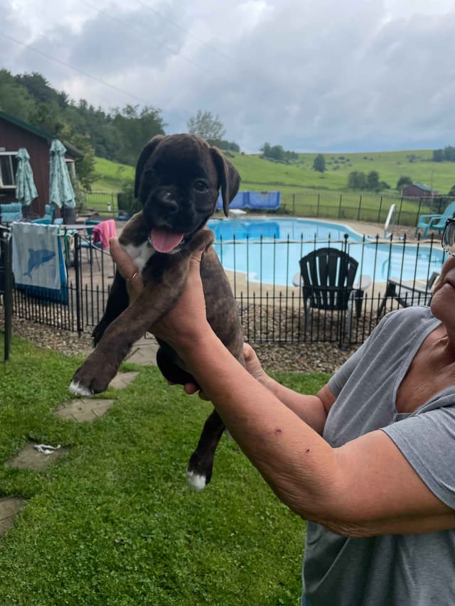 Boxer Puppies media 4