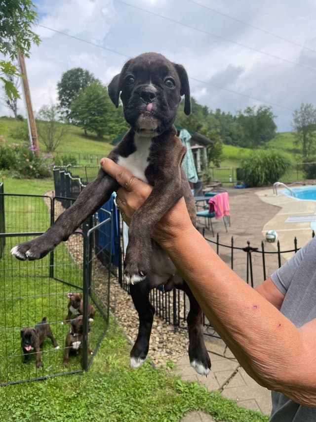 Boxer Puppies media 3