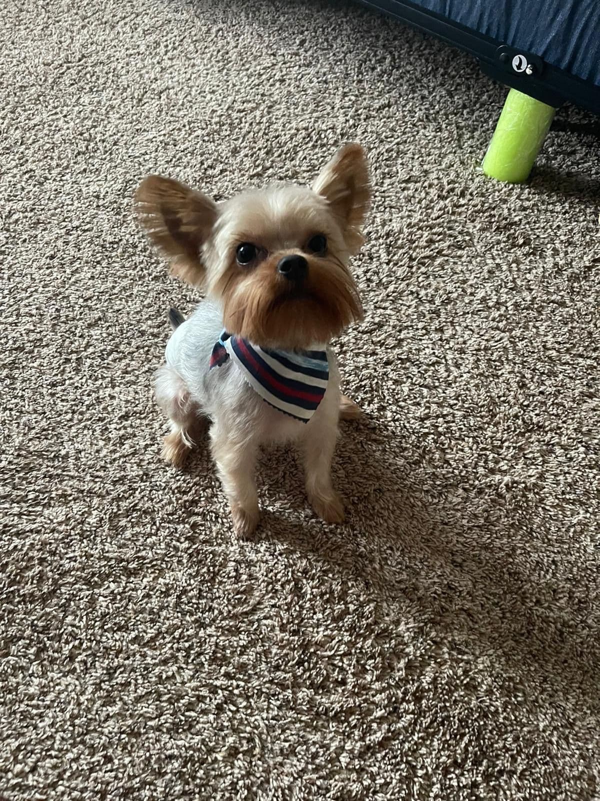 Yorkshire Terrier Puppies breeder image 2
