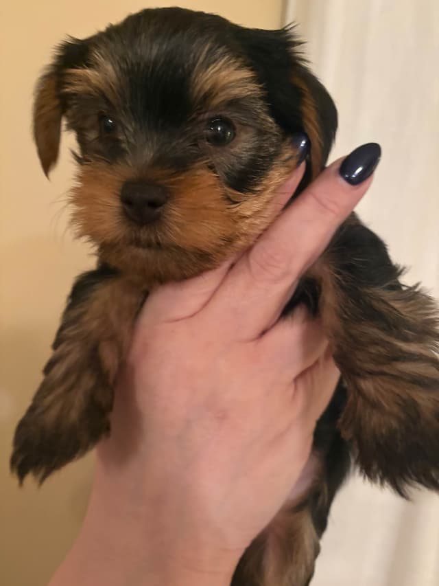 Yorkshire Terrier Puppies media 2