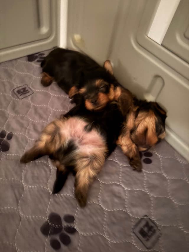 Yorkshire Terrier Puppies media 3
