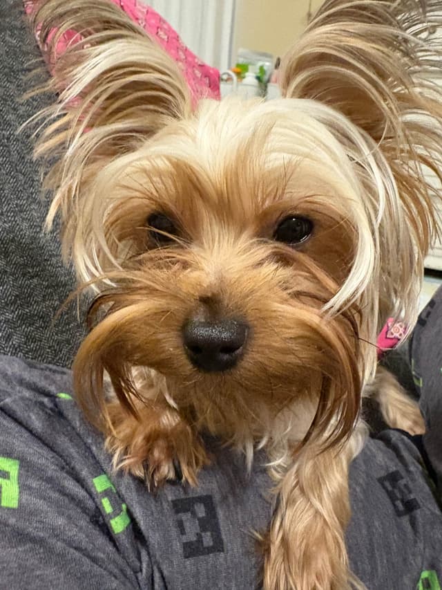 Yorkshire Terrier Puppies media 4