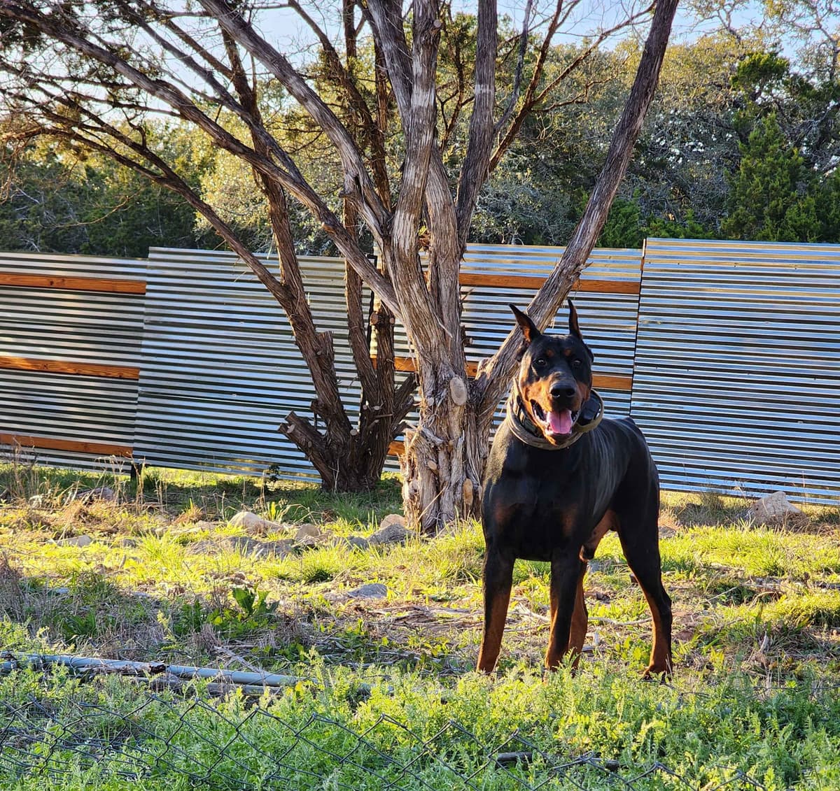 European Doberman Puppies breeder image 1
