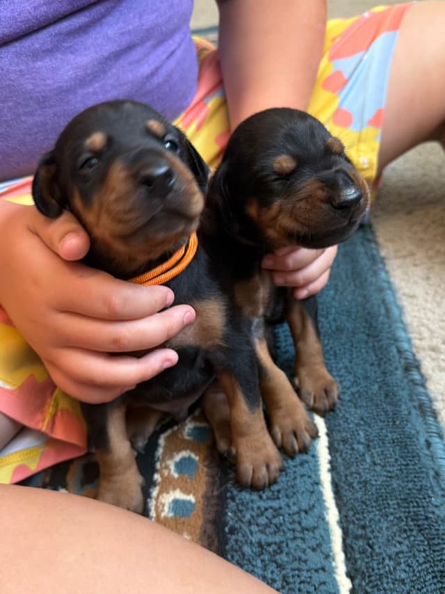 European Doberman Puppies media 11