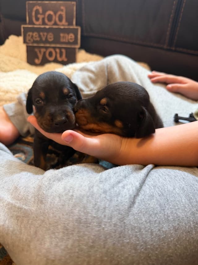 European Doberman Puppies media 2