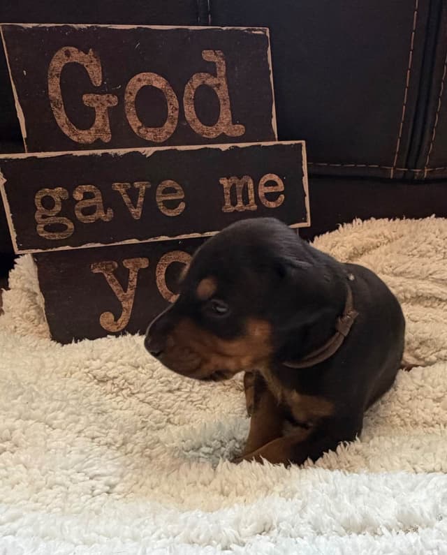 European Doberman Puppies media 7