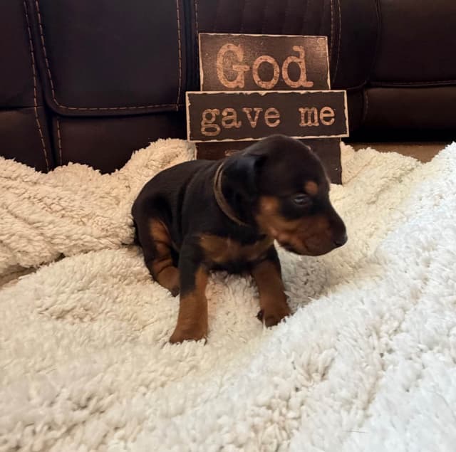 European Doberman Puppies media 12