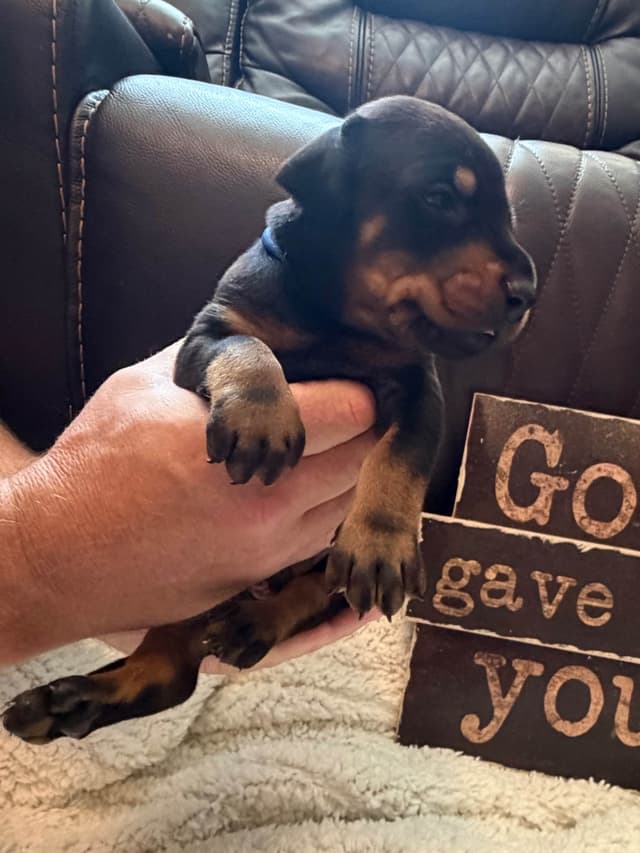 European Doberman Puppies media 15