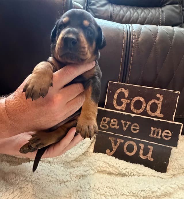 European Doberman Puppies media 10