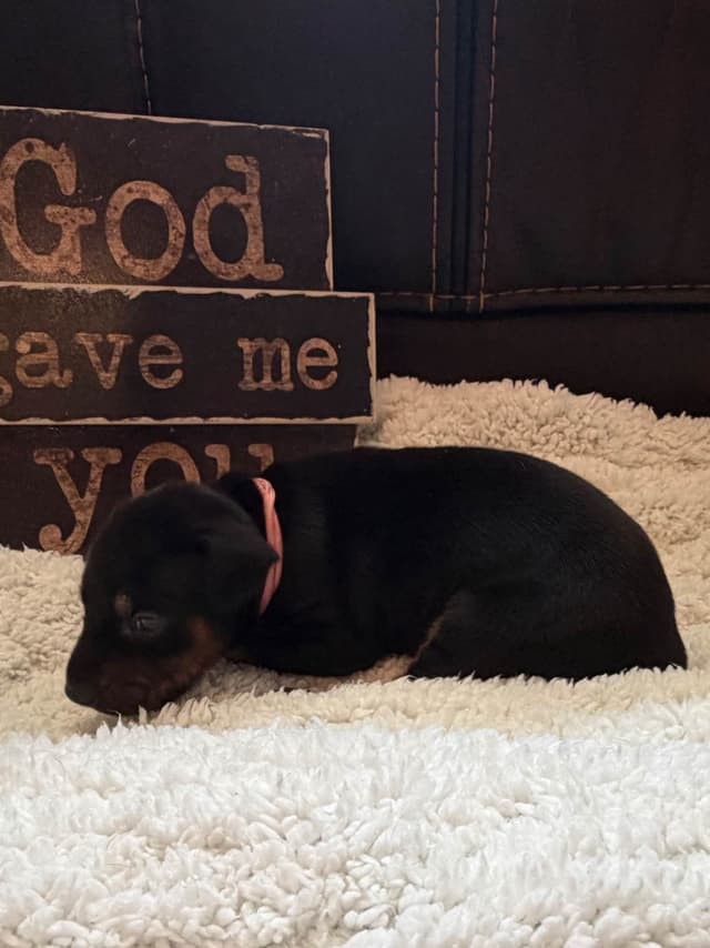 European Doberman Puppies media 17