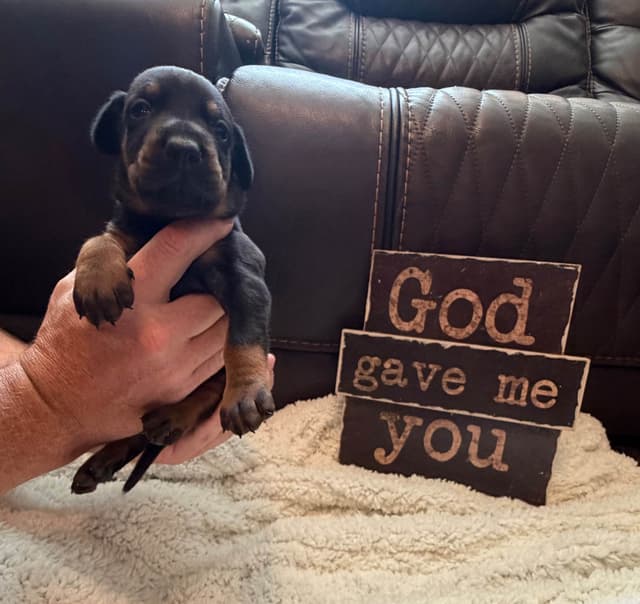 European Doberman Puppies media 18