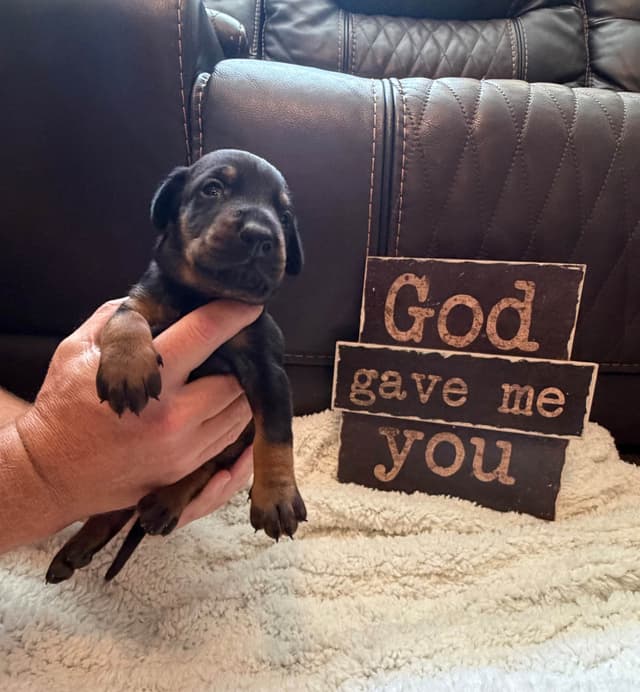 European Doberman Puppies media 19