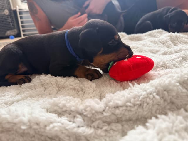 European Doberman Puppies media 4