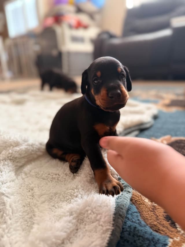 European Doberman Puppies media 3