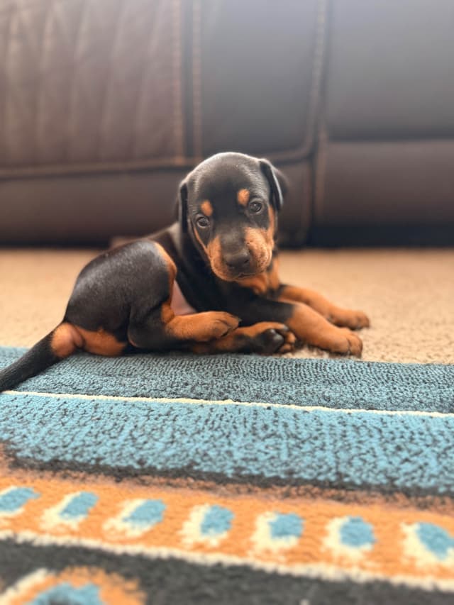 European Doberman Puppies media 13