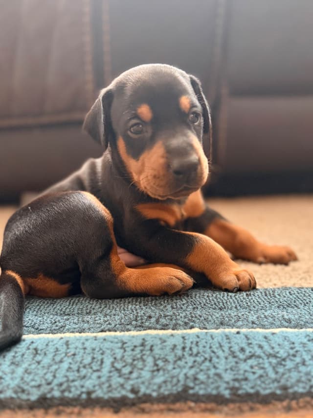 European Doberman Puppies media 9