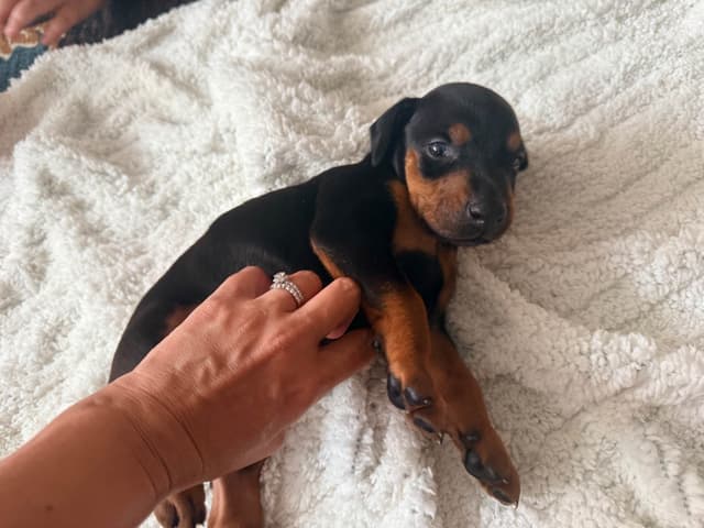 European Doberman Puppies media 8