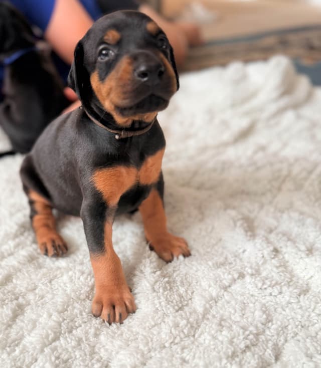 European Doberman Puppies media 5