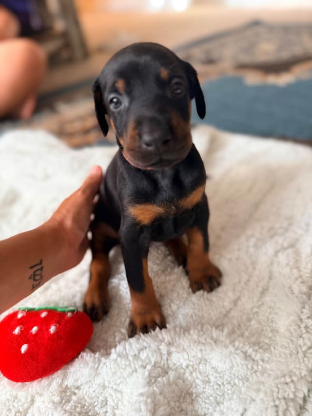 European Doberman Puppies media 16