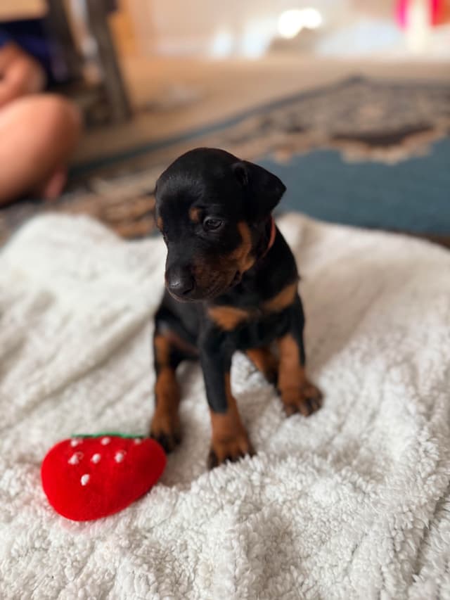 European Doberman Puppies media 14