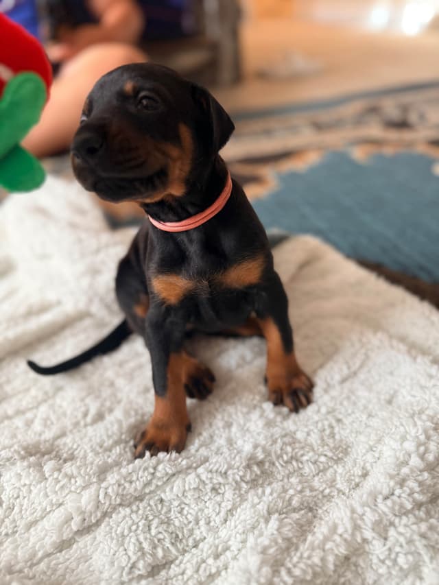 European Doberman Puppies media 6