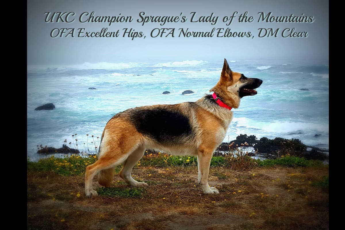 AKC/OFA Old Fashioned German Shepherd Puppies breeder image 1