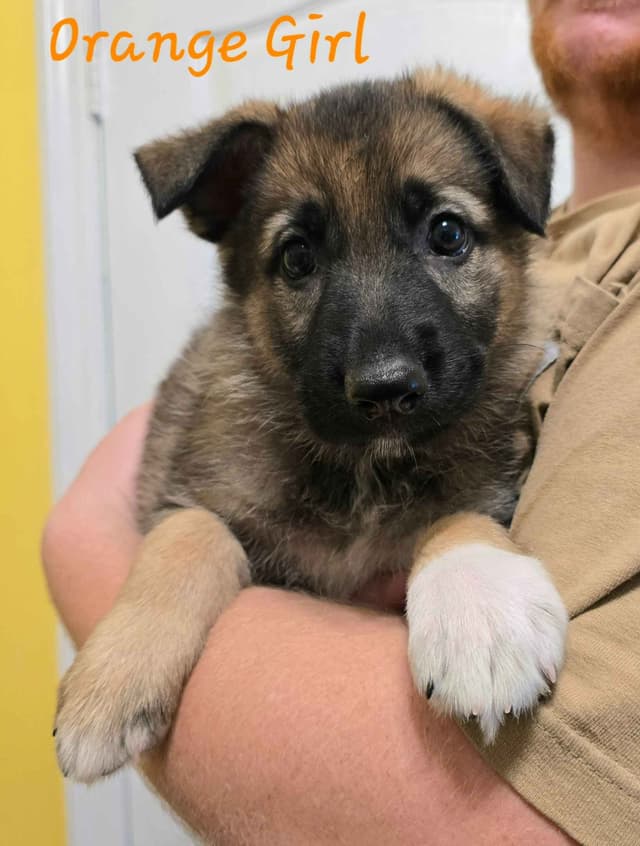 AKC/OFA Old Fashioned German Shepherd Puppies media 2
