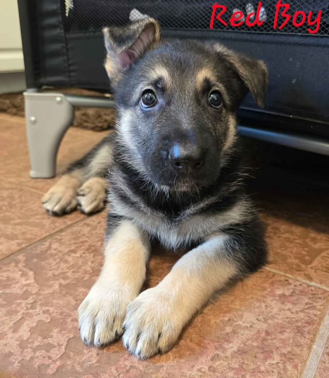 AKC/OFA Old Fashioned German Shepherd Puppies media 3