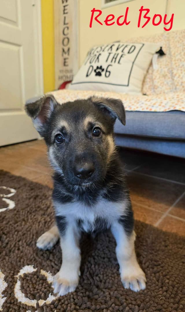 AKC/OFA Old Fashioned German Shepherd Puppies media 4