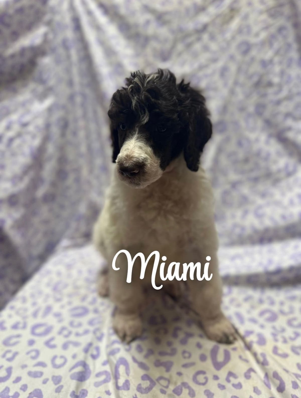 Poodle Puppies breeder image 2