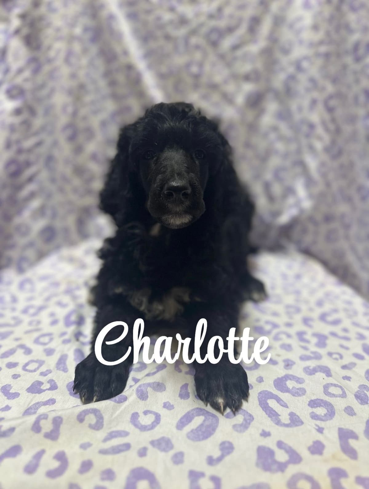 Poodle Puppies breeder image 3