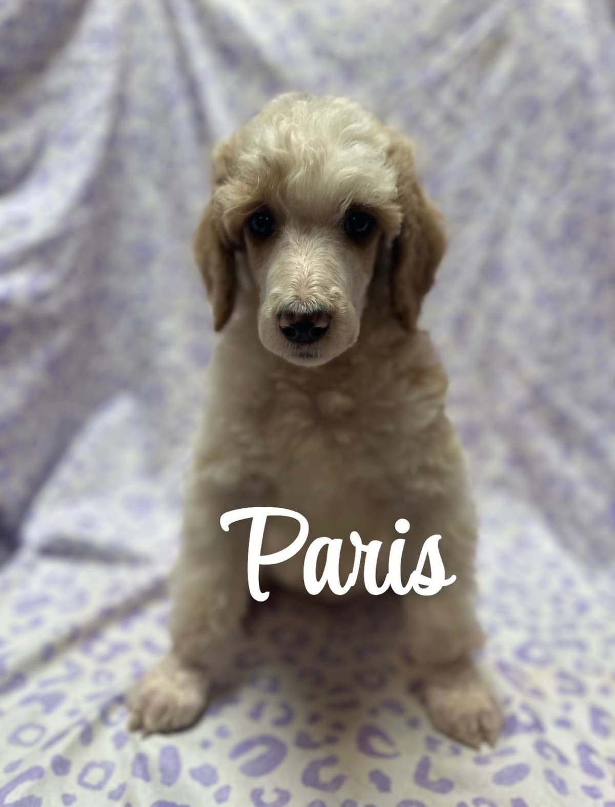 Poodle Puppies breeder image 4