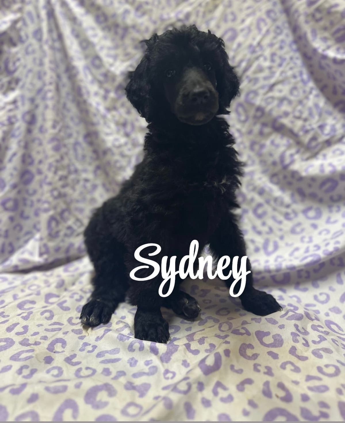 Poodle Puppies breeder image 6
