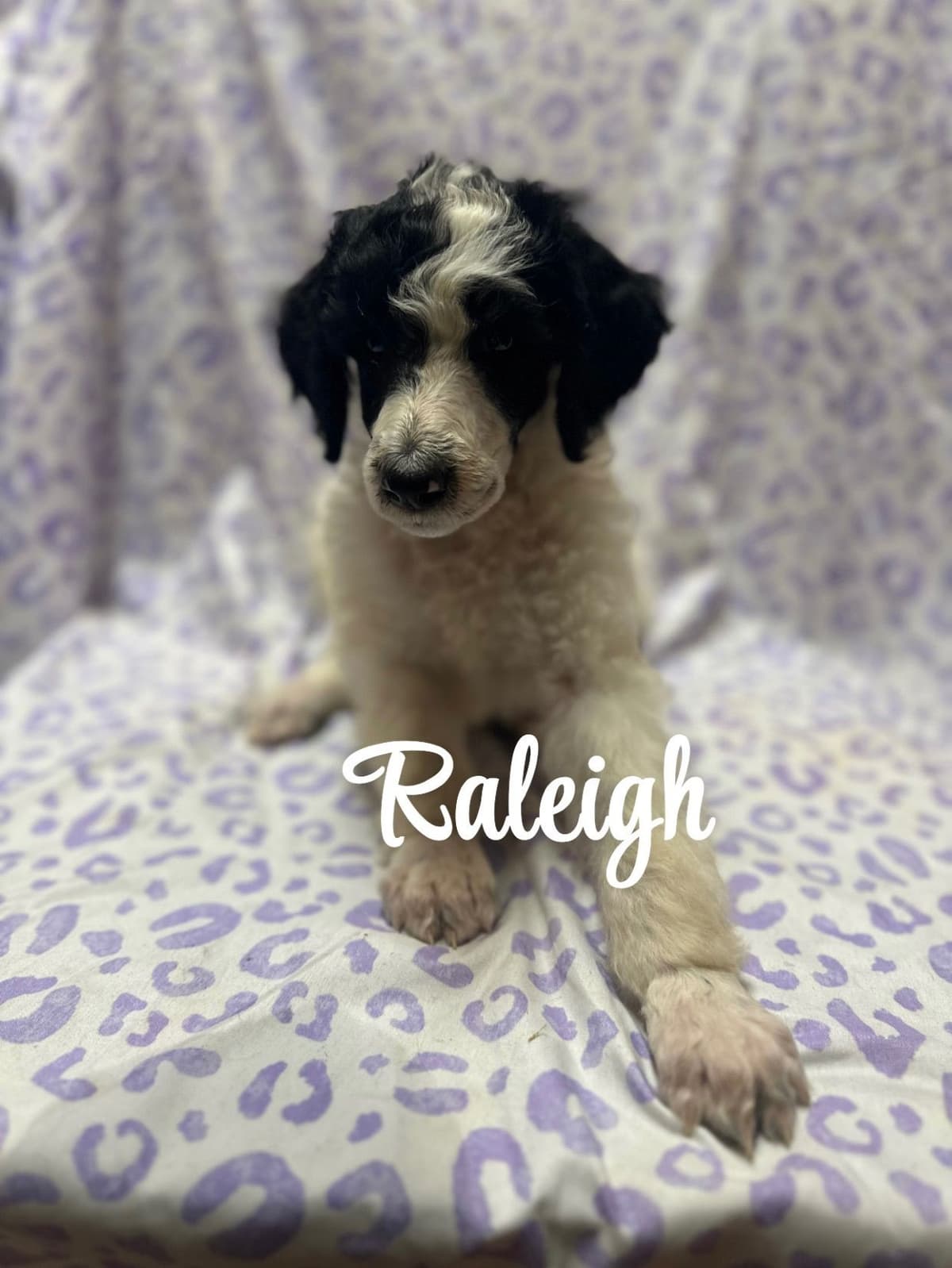 Poodle Puppies breeder image 7
