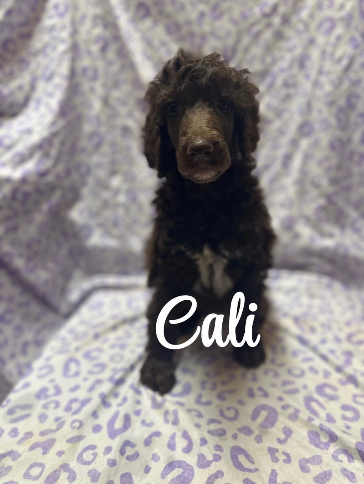 Poodle Puppies breeder image 8