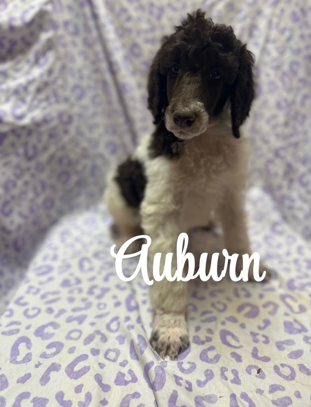 Poodle Puppies breeder image 9